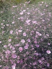 Convolvulus dorycnium