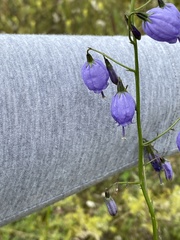 Adenophora stenanthina