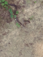 Pantherophis spiloides