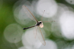 Haploglenius flavicornis