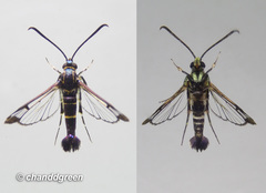 Sesiidae