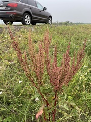Rumex stenophyllus