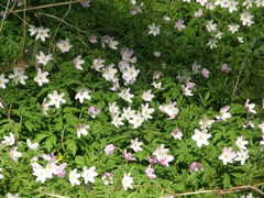 Anemonoides nemorosa