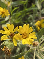 Heterotheca resinolens