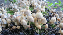 Coprinellus disseminatus