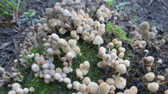 Coprinellus disseminatus