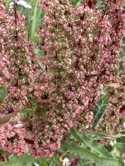Rumex stenophyllus