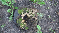 Coprinellus disseminatus