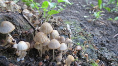 Coprinellus disseminatus