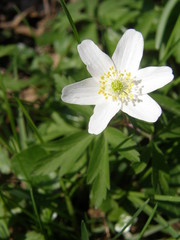 Anemonoides nemorosa