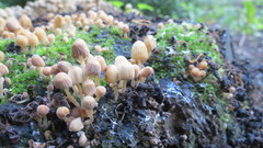 Coprinellus disseminatus