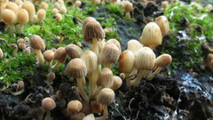 Coprinellus disseminatus