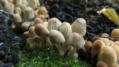 Coprinellus disseminatus