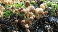 Coprinellus disseminatus