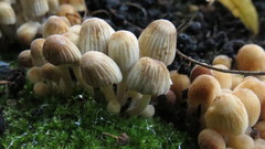 Coprinellus disseminatus