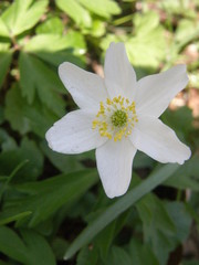 Anemonoides nemorosa