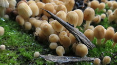 Coprinellus disseminatus