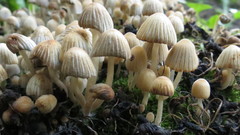 Coprinellus disseminatus