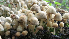 Coprinellus disseminatus