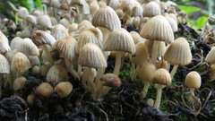 Coprinellus disseminatus