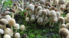 Coprinellus disseminatus