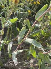 Heterotheca resinolens