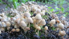 Coprinellus disseminatus