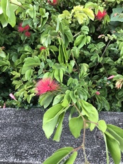 Calliandra tergemina emarginata
