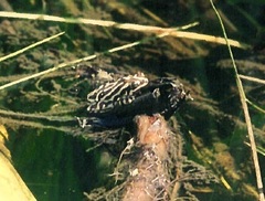 Hyperolius parallelus