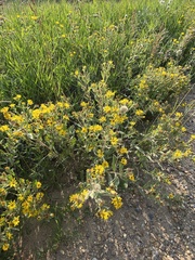 Heterotheca resinolens