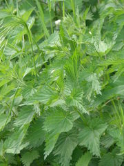 Urtica dioica
