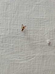 Bactrocera cucurbitae