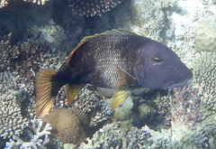 Lethrinus erythracanthus