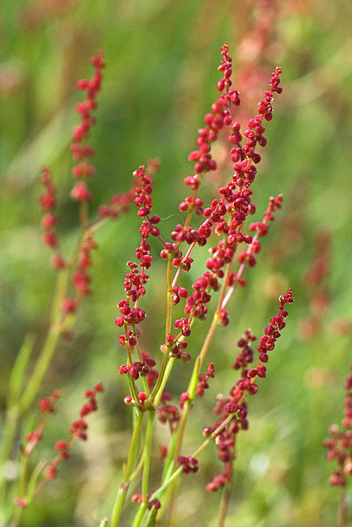 Rumex