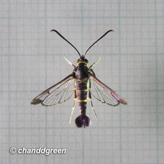 Sesiidae