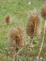 Dipsacus fullonum