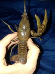 Cambarus hazardi
