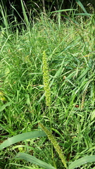 Setaria verticillata ambigua