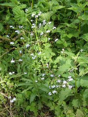Myosotis