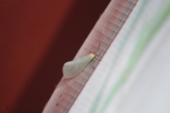Leuculodes lacteolaria
