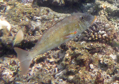 Lethrinus xanthochilus