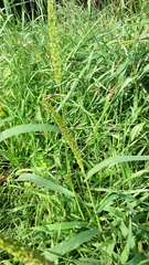 Setaria verticillata ambigua