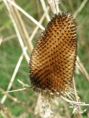 Dipsacus fullonum