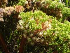 Brunia paleacea