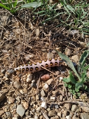 Hyles nicaea