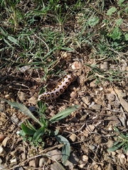 Hyles nicaea
