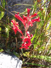 Tritoniopsis burchellii