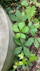 Parthenocissus quinquefolia