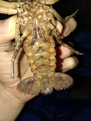 Cambarus hazardi