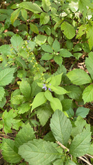 Campanulastrum americanum